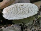 Fungi9