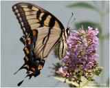 Eastern Tiger Swallowtail-FemalePapilio glaucus