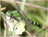 Eastern Pondhawk-Female