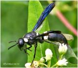Mason Wasp-Female