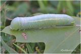 <h5><big>White-dotted Prominent Moth Caterpillar <BR></big><em>Nadata gibbosa #7915</h5></em>