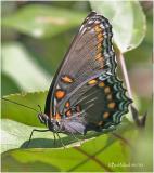 Red-spotted PurpleLimenitis arthemis astyanax