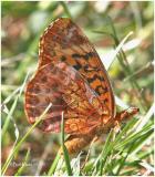 <h5><big>Meadow Fritillary<br></big><em>Boloria bellona</h5></em>