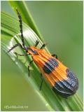 Banded Net-Winged Beetle