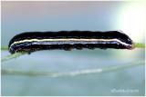 <h5><big>Yellow-striped Armyworm Moth Caterpillar<BR></big><em>Spodoptera ornithogalli #9669</h5>></em