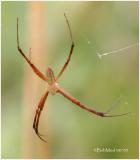 Argiope Spider-Male