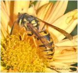 German Yellow Jacket