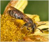 Sweat Bee-Female
