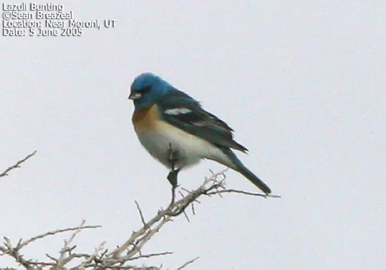 Lazuli Bunting