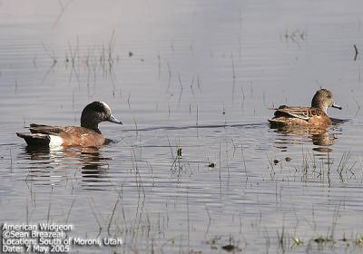 American Widgeon