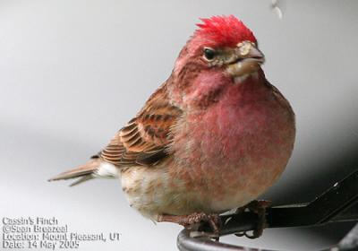 Cassins Finch, male