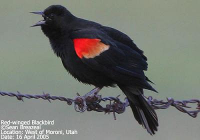 Red-winged Blackbird