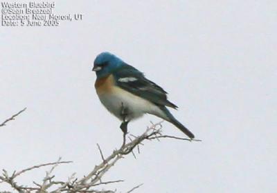 Western Bluebird