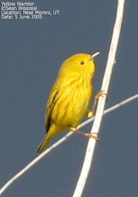 Birds of Central Utah, 2005