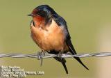 Barn Swallow