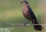 Brewers Blackbird, female