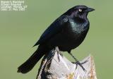 Brewers Blackbird, male