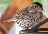 Cassins Finch, female