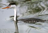 Clark's Grebe