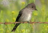 Empidonax Flycatcher (Dusky?)