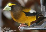 Evening Grosbeak