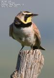 Horned Lark