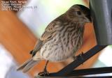 House Finch, female