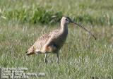 Long-billed Curlew