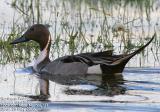 Northern Pintail