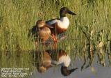 Northern Shoveler, pair