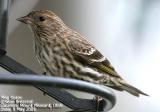 Pine Siskin