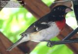 Rose-breasted Grosbeak, male