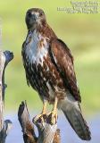 Swainson's Hawk
