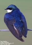 Tree Swallow