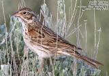 Vesper Sparrow