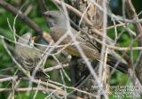 Western Kingbird, with fledgling