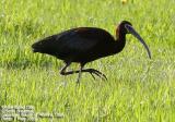 White-faced Ibis