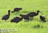 White-faced Ibis