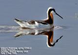 Wilsons Phalarope, female