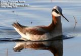 Wilsons Phalarope, female