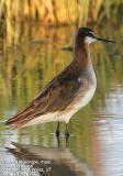 Wilsons Phalarope, male
