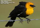 Yellow-headed Blackbird