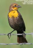 Yellow-headed Blackbird, female