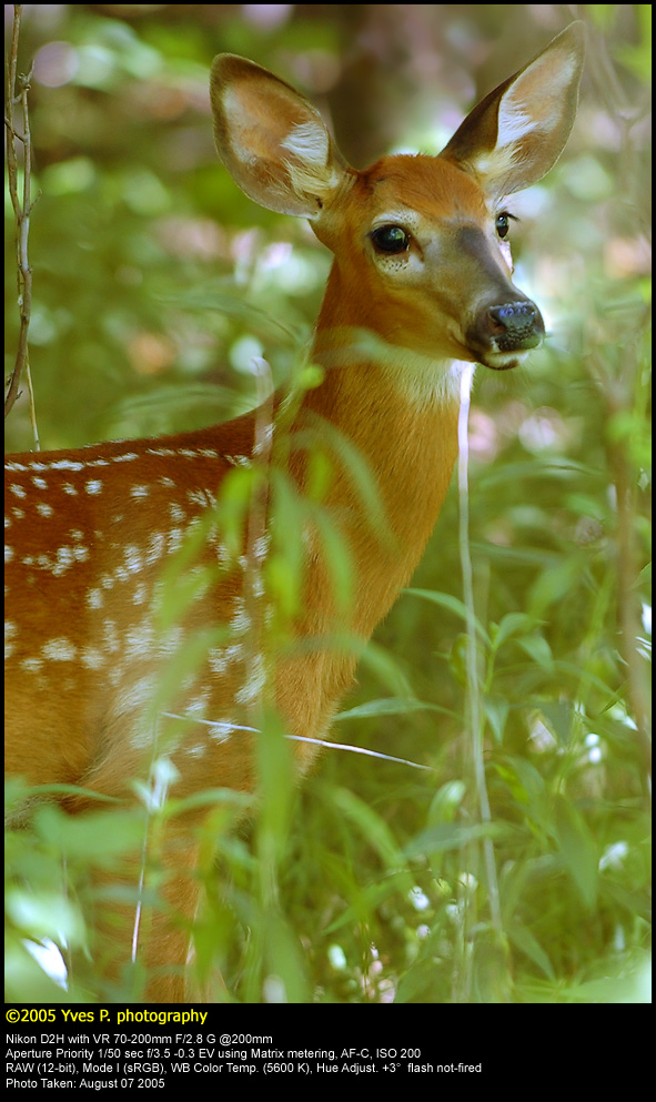Fawn in the wild ...