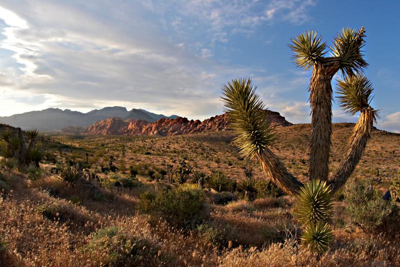 red rock cactus