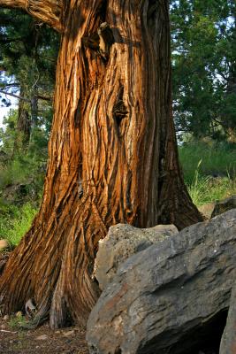 Western Juniper