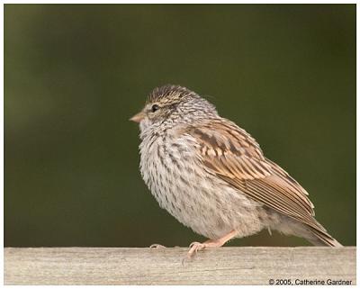 Song Sparrow