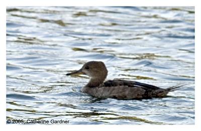 Female Hooded Merganser