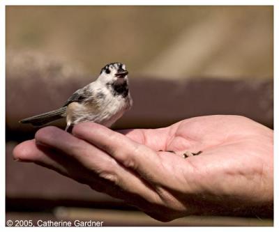 Baby Chickadee?