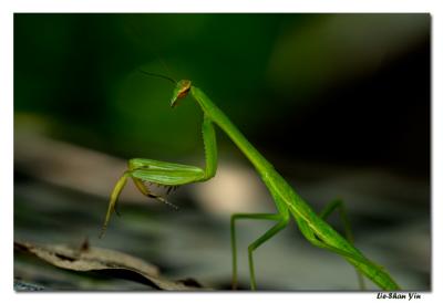 CRW_4691